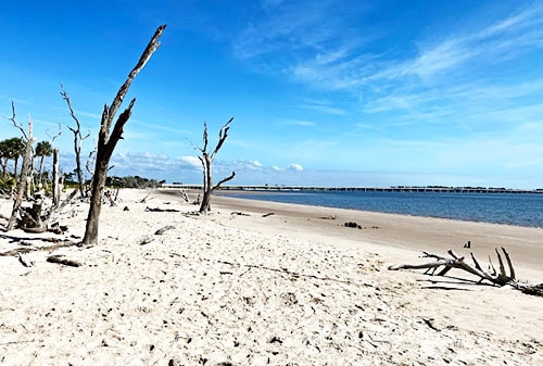 Driftwood Beach in Jacksonville, FL