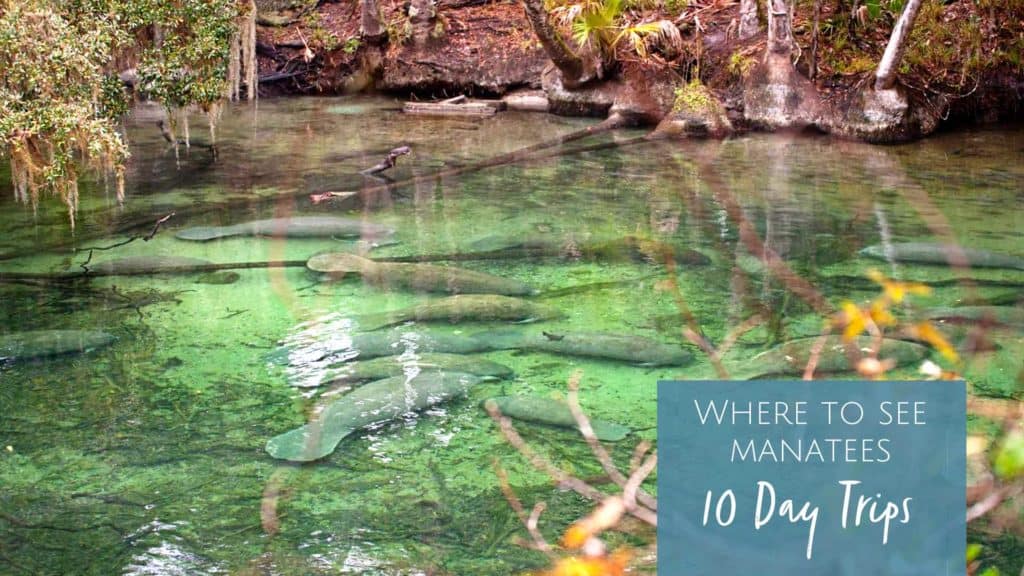 10 Day Trips to See Manatees in North Florida
