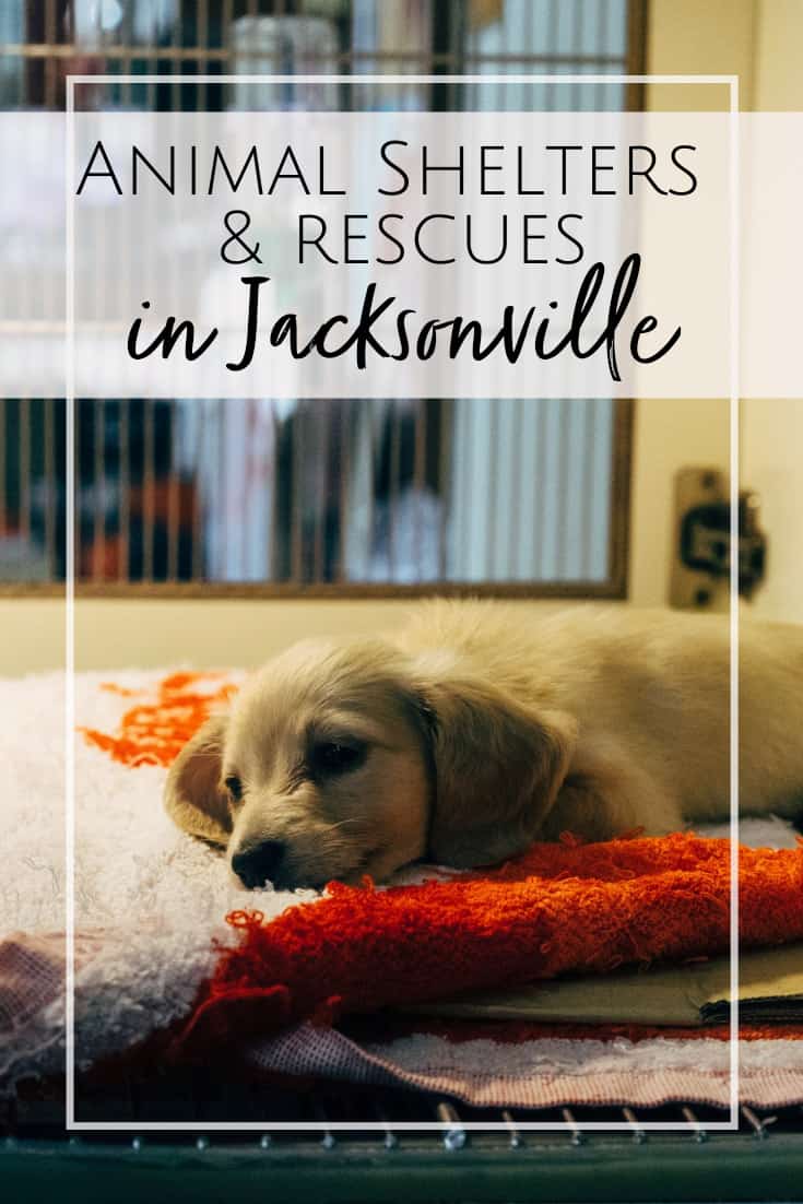 Animal Rescue Organizations and Shelters in Jacksonville, FL