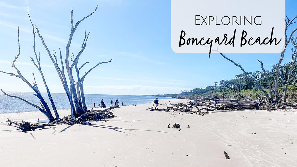 Boneyard Driftwood Beach in Jacksonville, FL