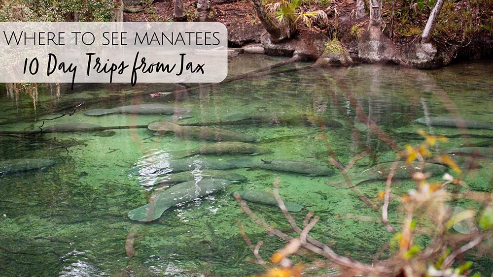 10 Day Trips to See Manatees in North Florida