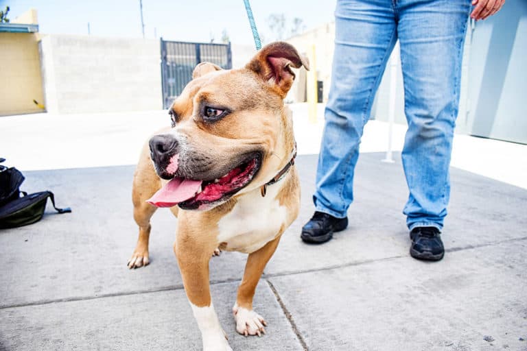 Animal Shelters & Rescues in Jacksonville Jacksonville Beach Moms