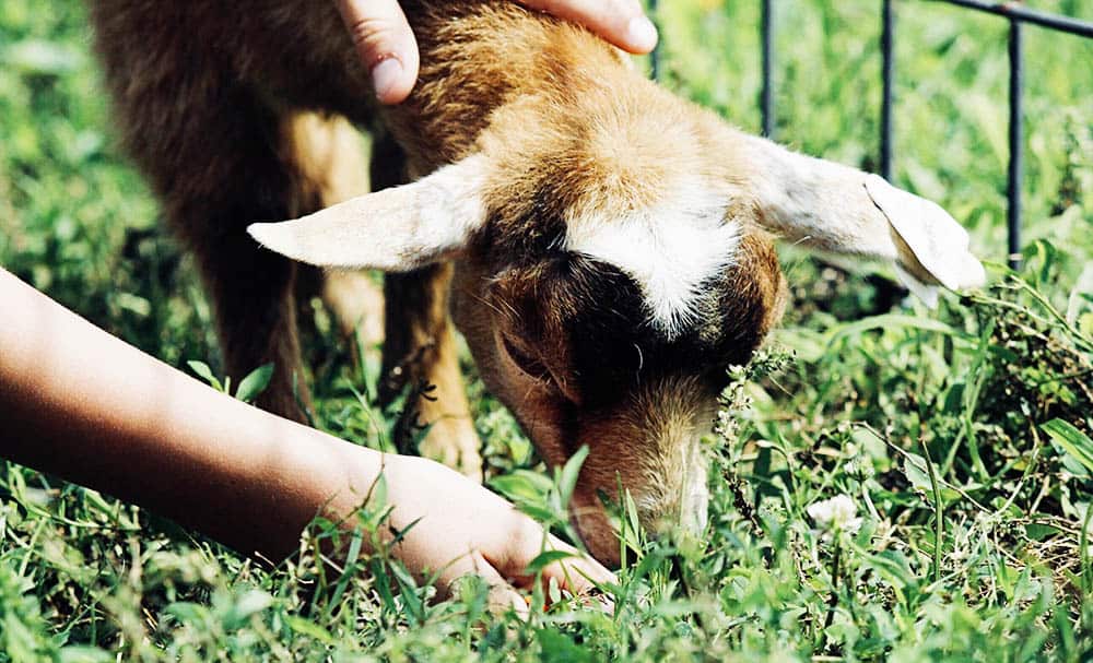 Farm Birthday Party in Jacksonville, FL