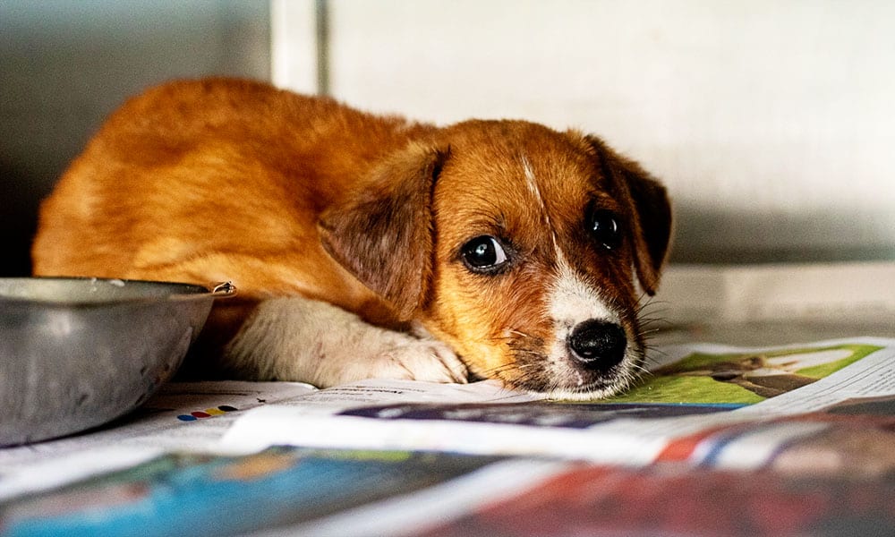 Humane Society Birthday Party in Jacksonville, FL