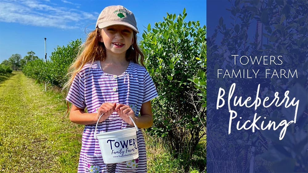 Blueberry Picking at Towers Family Farm