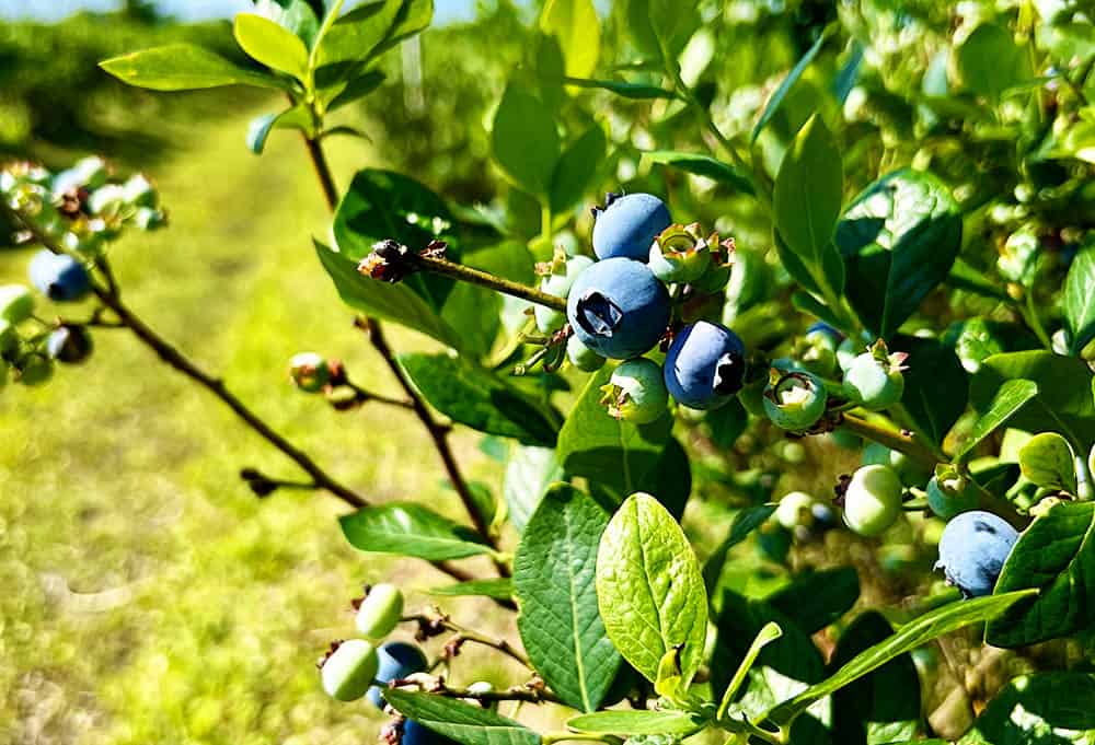 Blueberry u-pick at Towers Family Farm