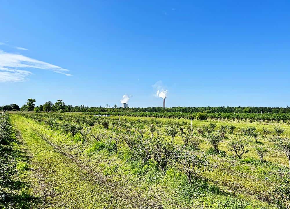 Blueberry Picking in Jacksonville at Towers Family Farm