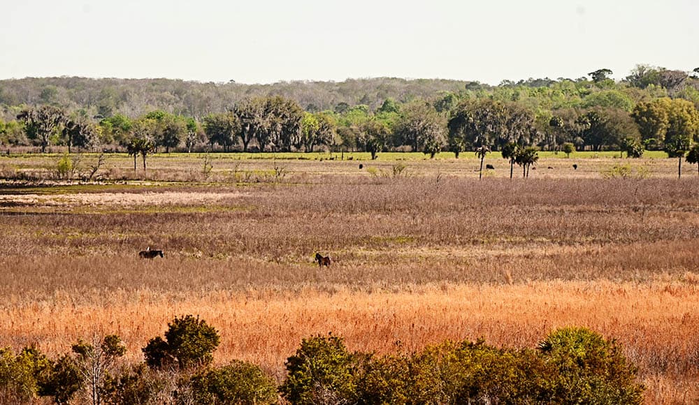 State Park Day Trips from Jacksonville