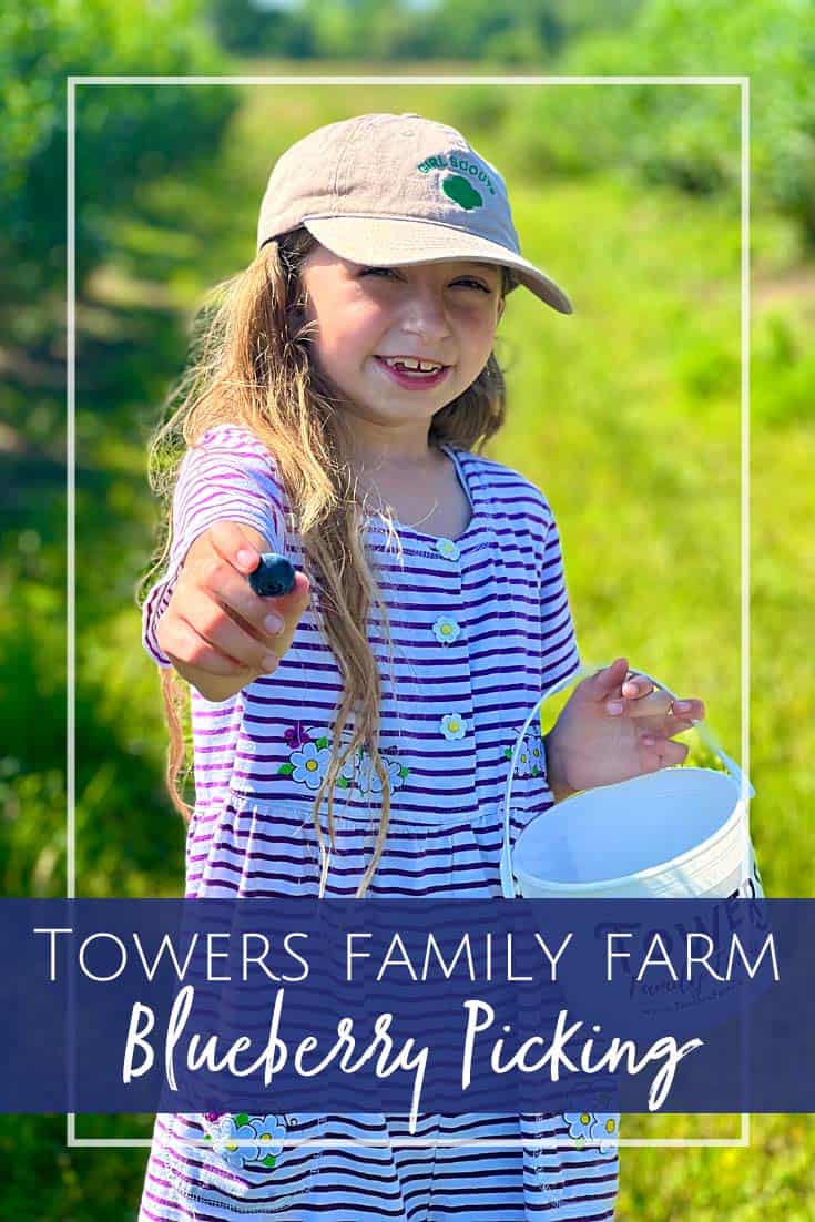 Blueberry Picking in North Florida