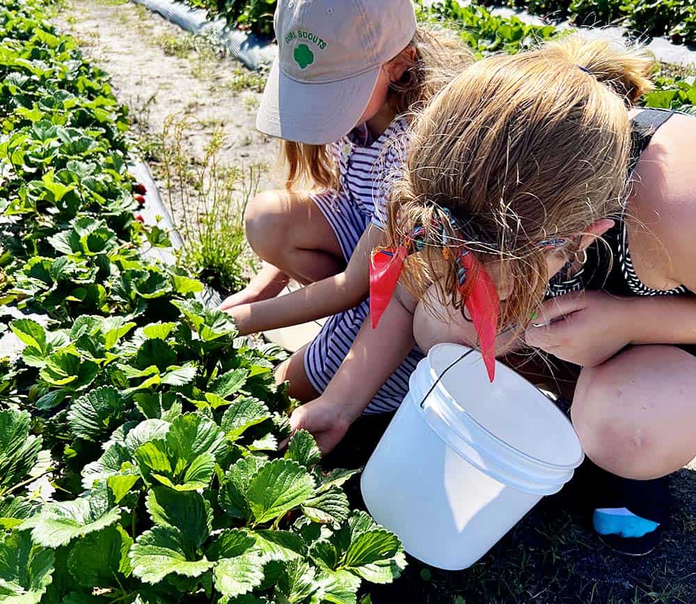 Towers Family Farm U-Pick Strawberries and Blueberries