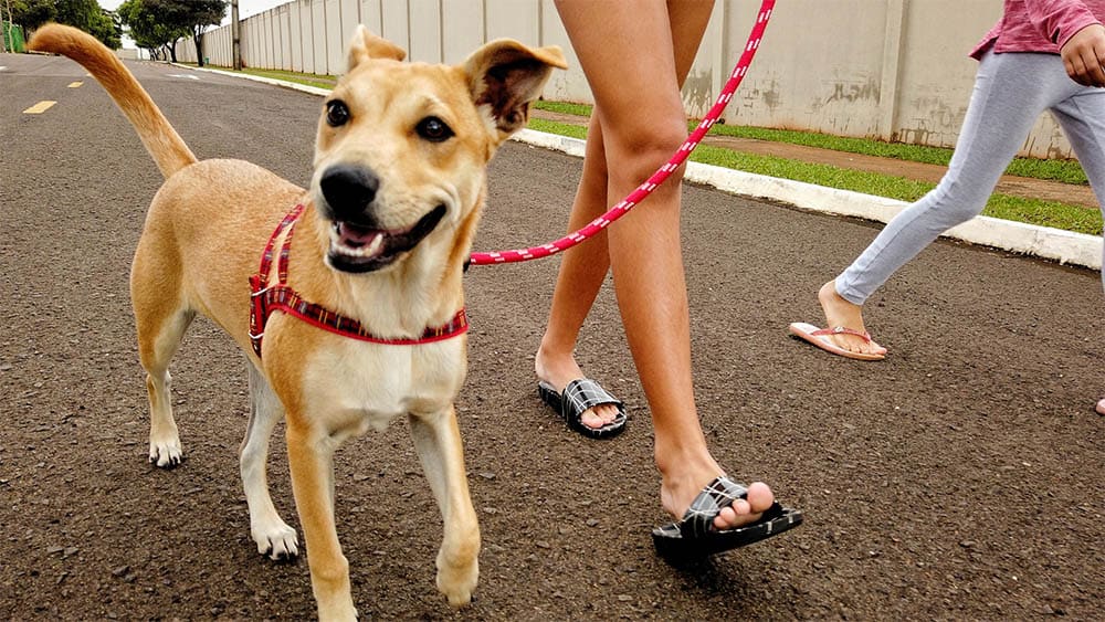 Dog Day Out at Jacksonville Humane Society