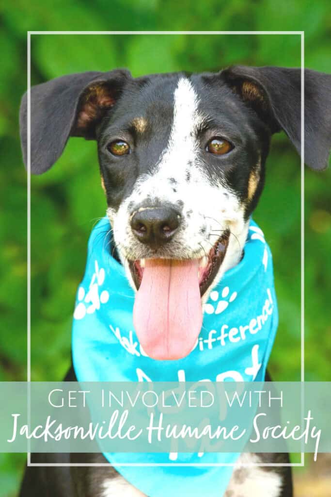 Jacksonville Humane Society 5 Ways for Families to Get Involved