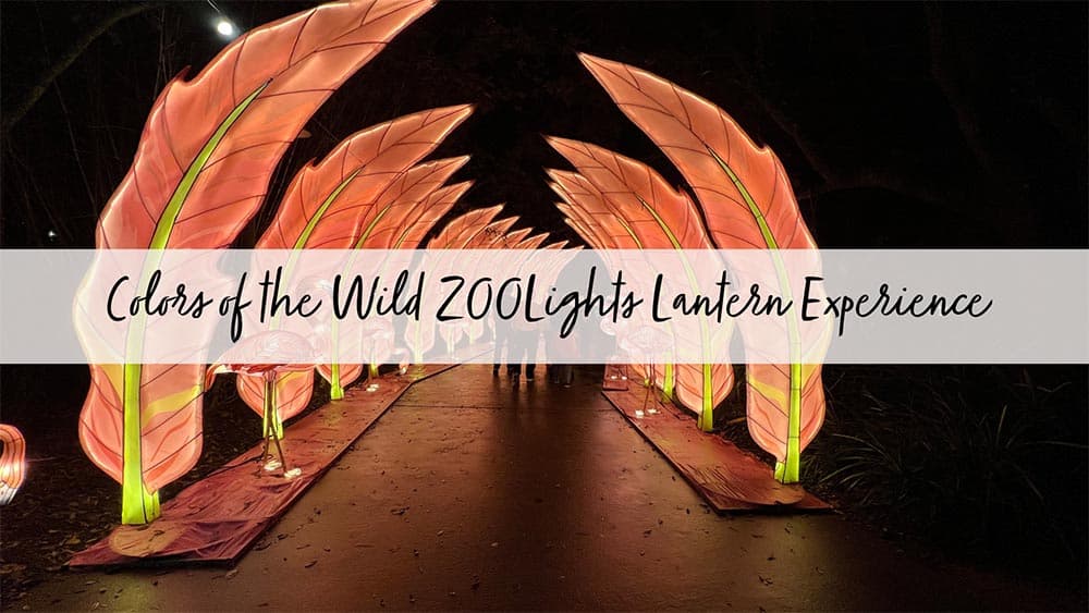 Colors of the Wild Jacksonville ZooLights