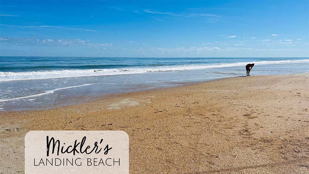 Mickler's Landing Beach in Jacksonville, FL - the best spot to hunt for shark teeth in North Florida