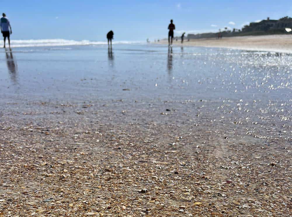 Hunting for shark teeth at Mickler's Beach in Jacksonville, FL