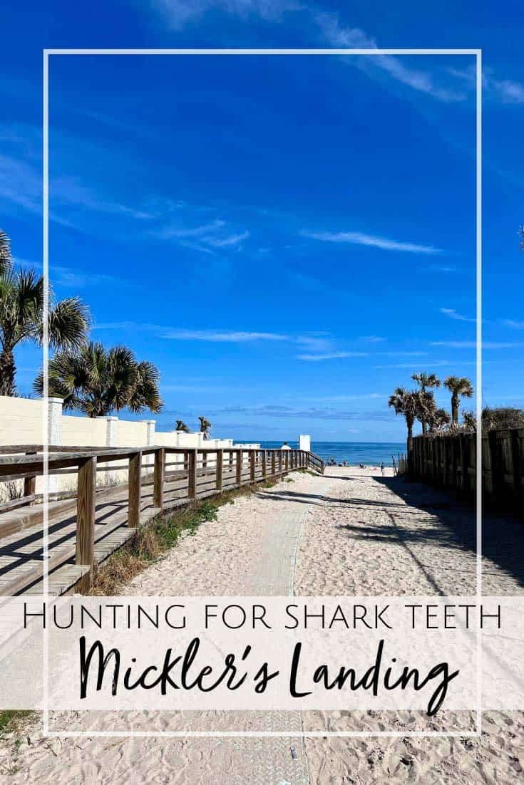 Shark teeth hunting in Jacksonville, Florida at Mickler's Landing Beach