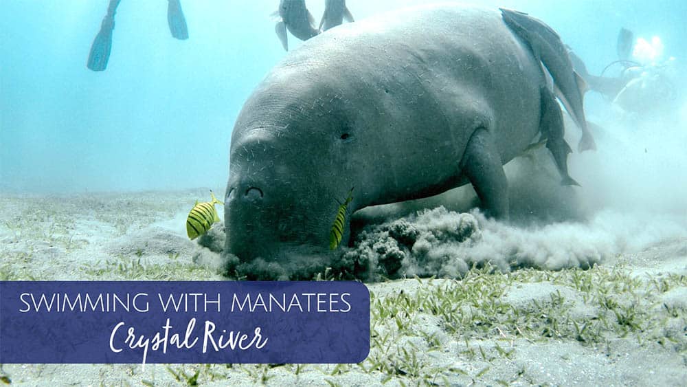 Swimming with Manatees in Crystal River, Florida