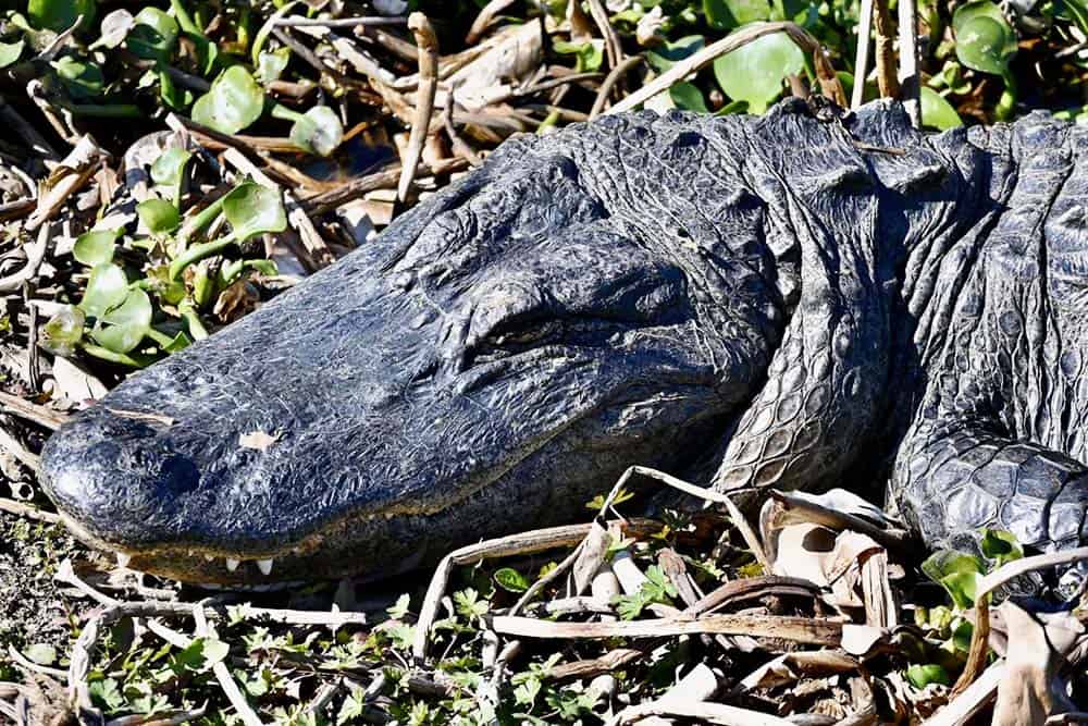 Alligators at Paynes Prairie State Park