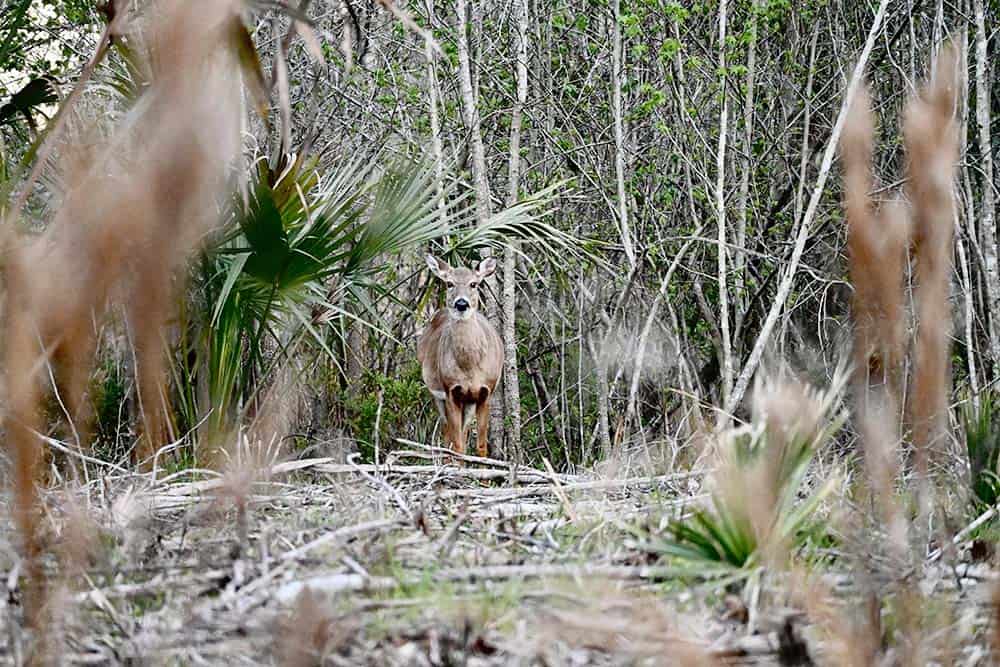 Deer and Bison at Paynes Prairie