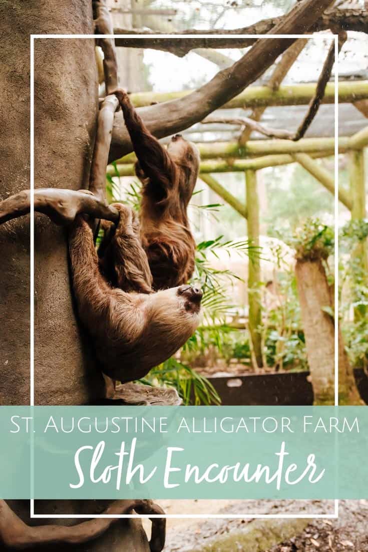Sloth Encounter at the St. Augustine Alligator Farm