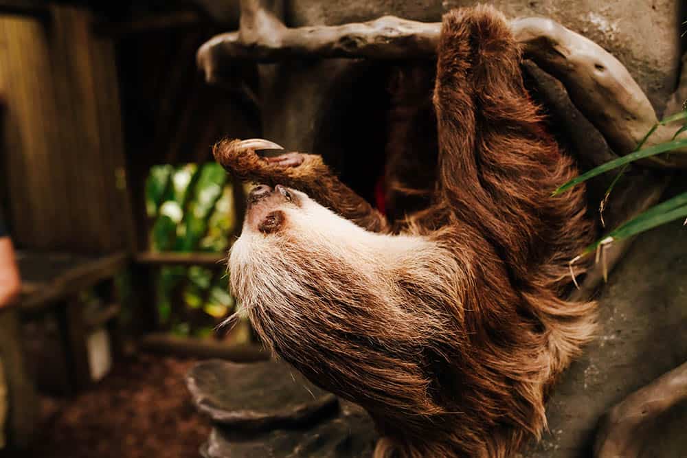 Sloth Encounter at St. Augustine Alligator Farm