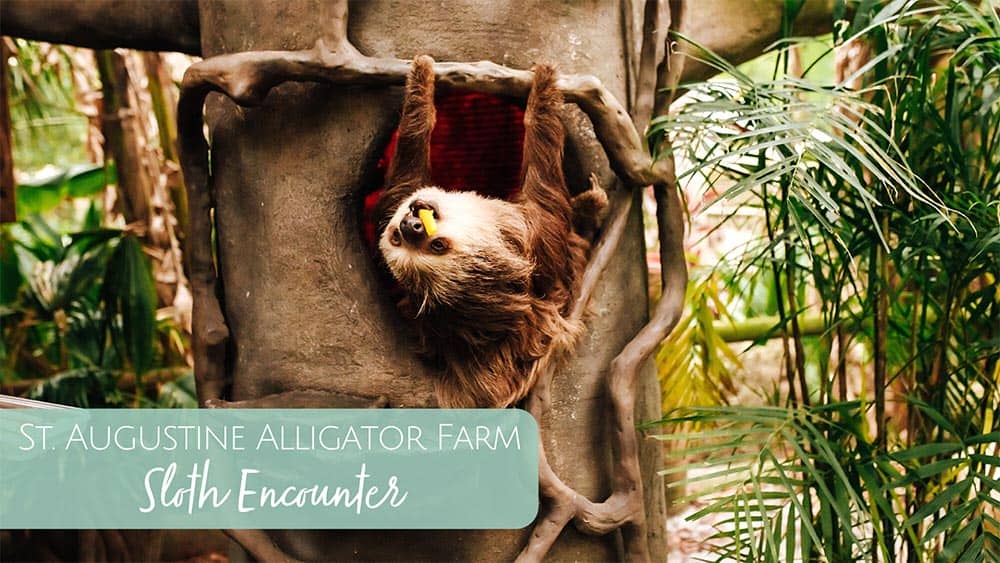 St. Augustine Alligator Farm Sloth Encounter