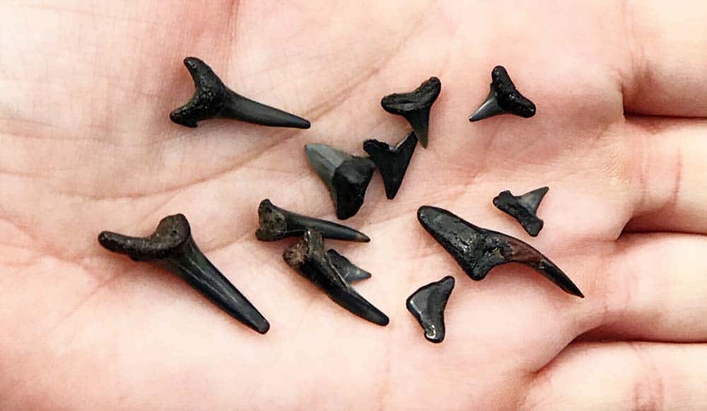 Hunting for Shark Teeth - Summer Bucket List for Kids in Jacksonville