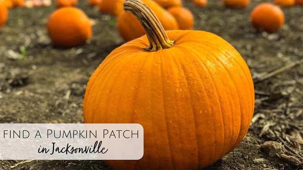 Pumpkin Patches in Jacksonville, FL