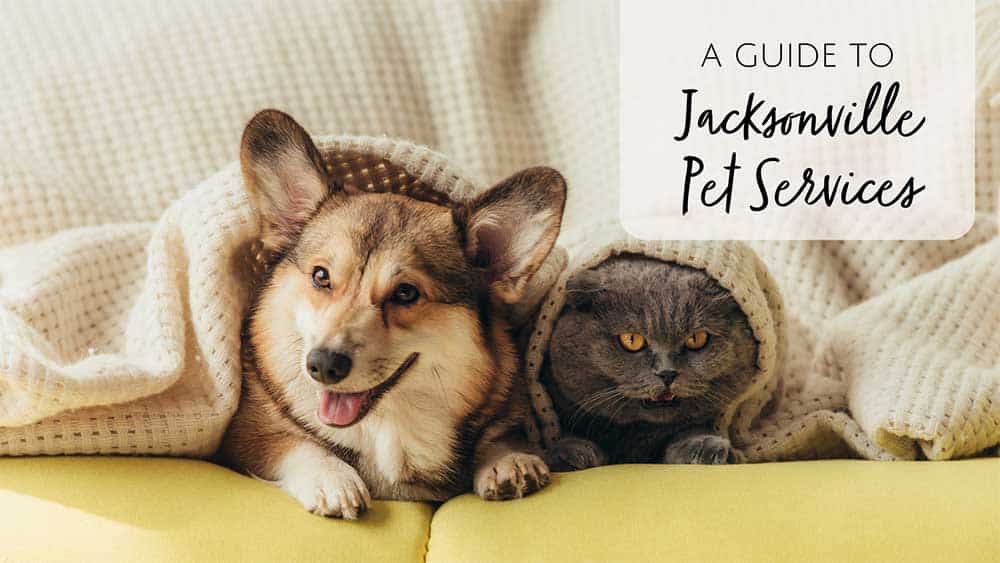 Pet Servies in Jacksonville, FL