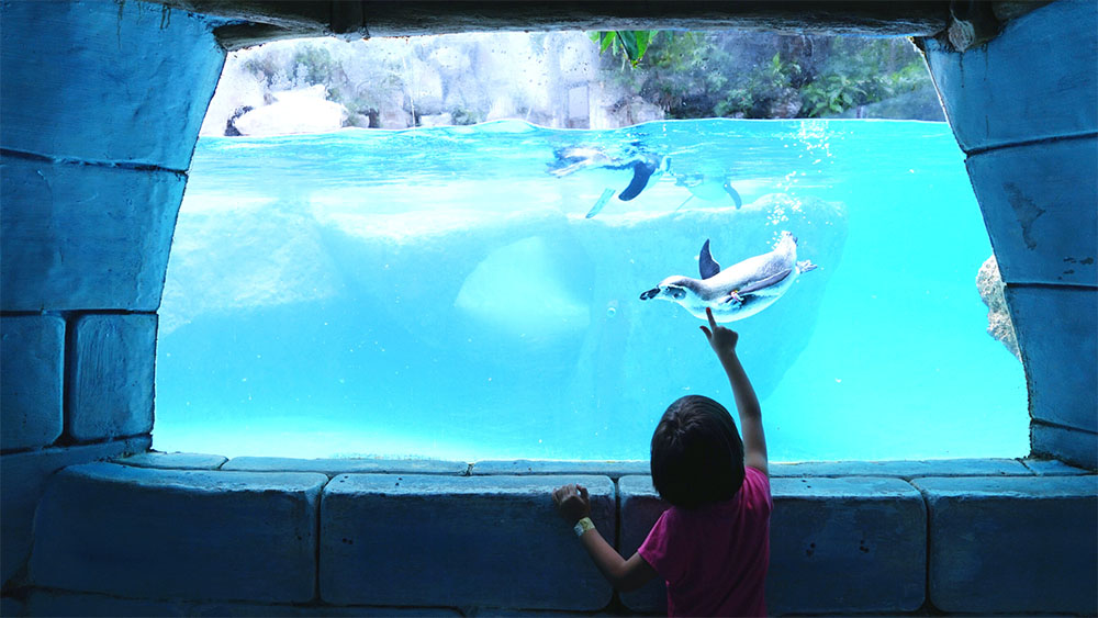 Free Seaworld Preschool Passes for Kids 5 and under