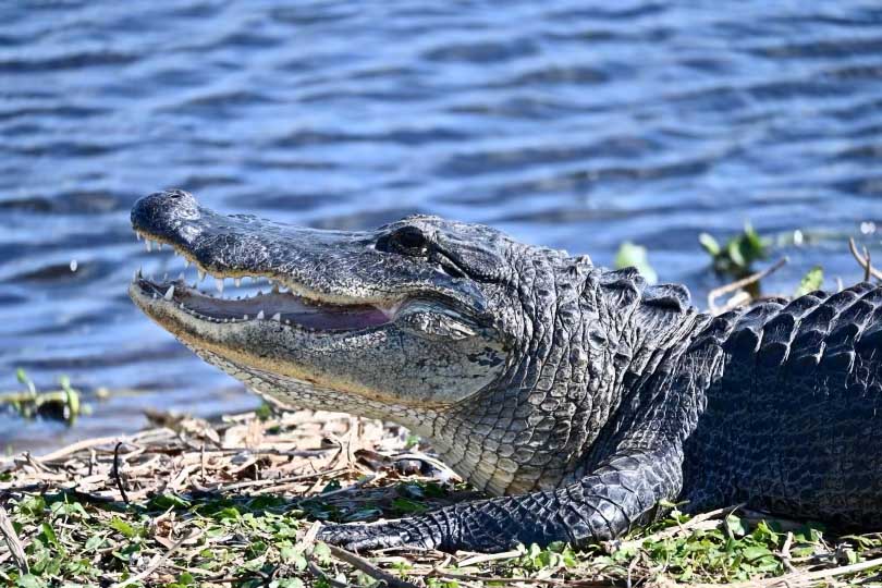 Alligator at Paynes Prairie State Park in Gainesville, FL