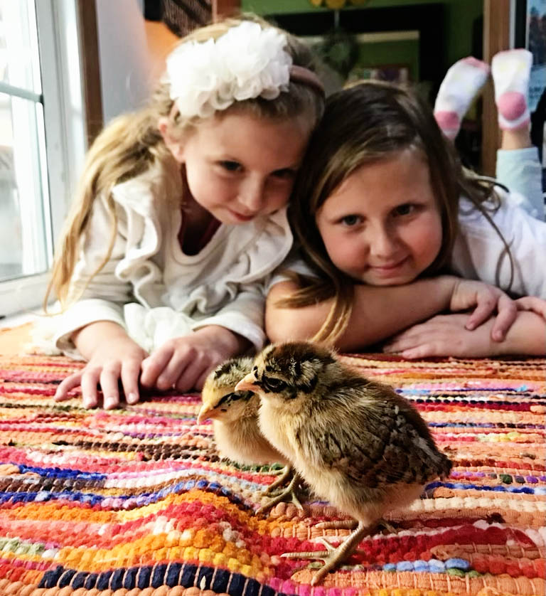 Raising backyard hens in Jacksonville, FL