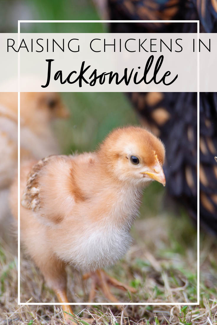 Raising chickens and backyard hens in Jacksonville, FL