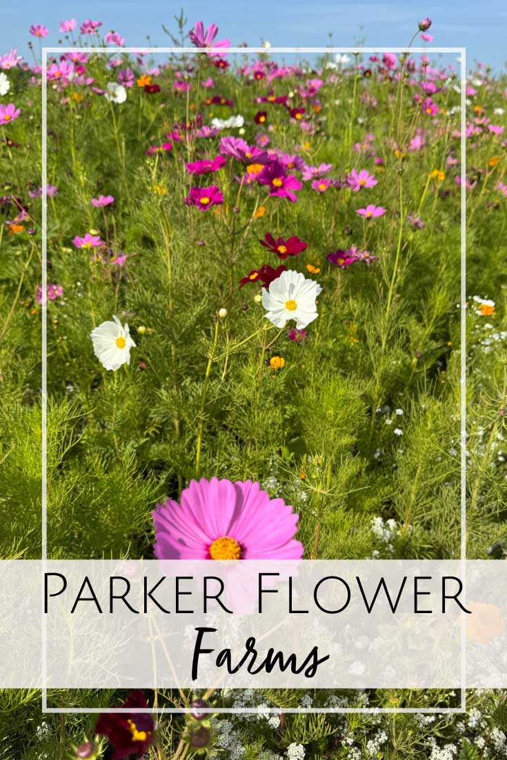 Parker Flower Fields Jacksonville, FL