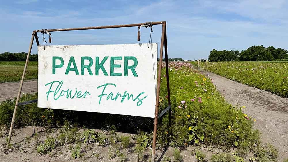 Parker Flower Field Farms