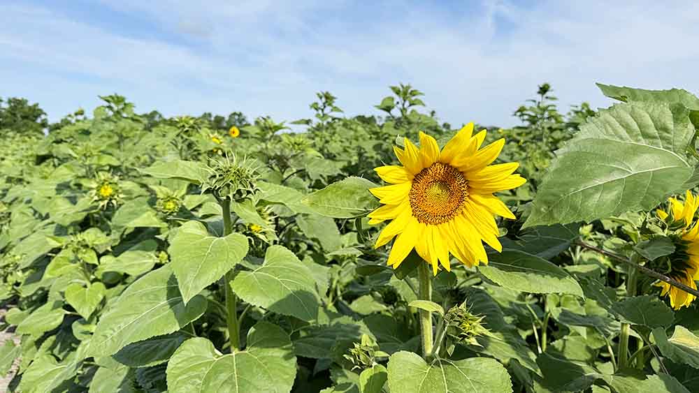 Sunflower U-Pick Farm in Jacksonville, FL