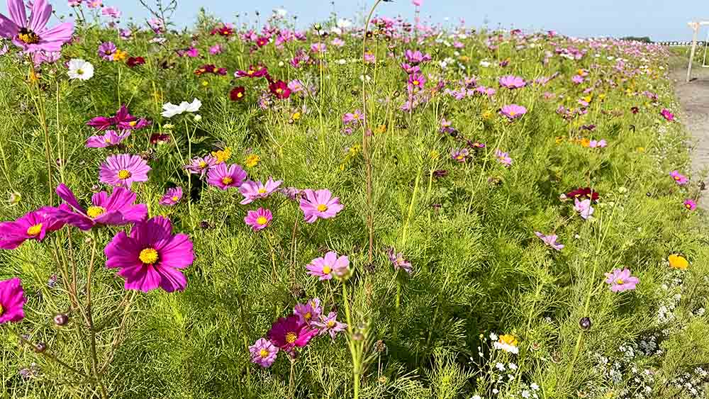 Parker Flower Farms in Jacksonville, FL