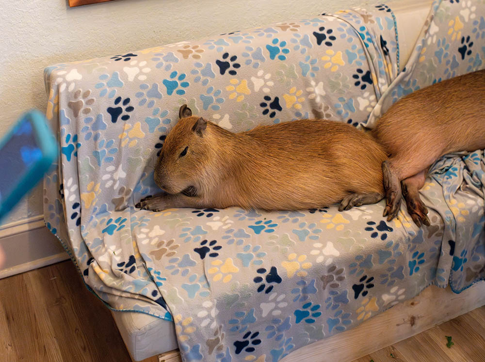 Capybara Cafe St Augustine Florida