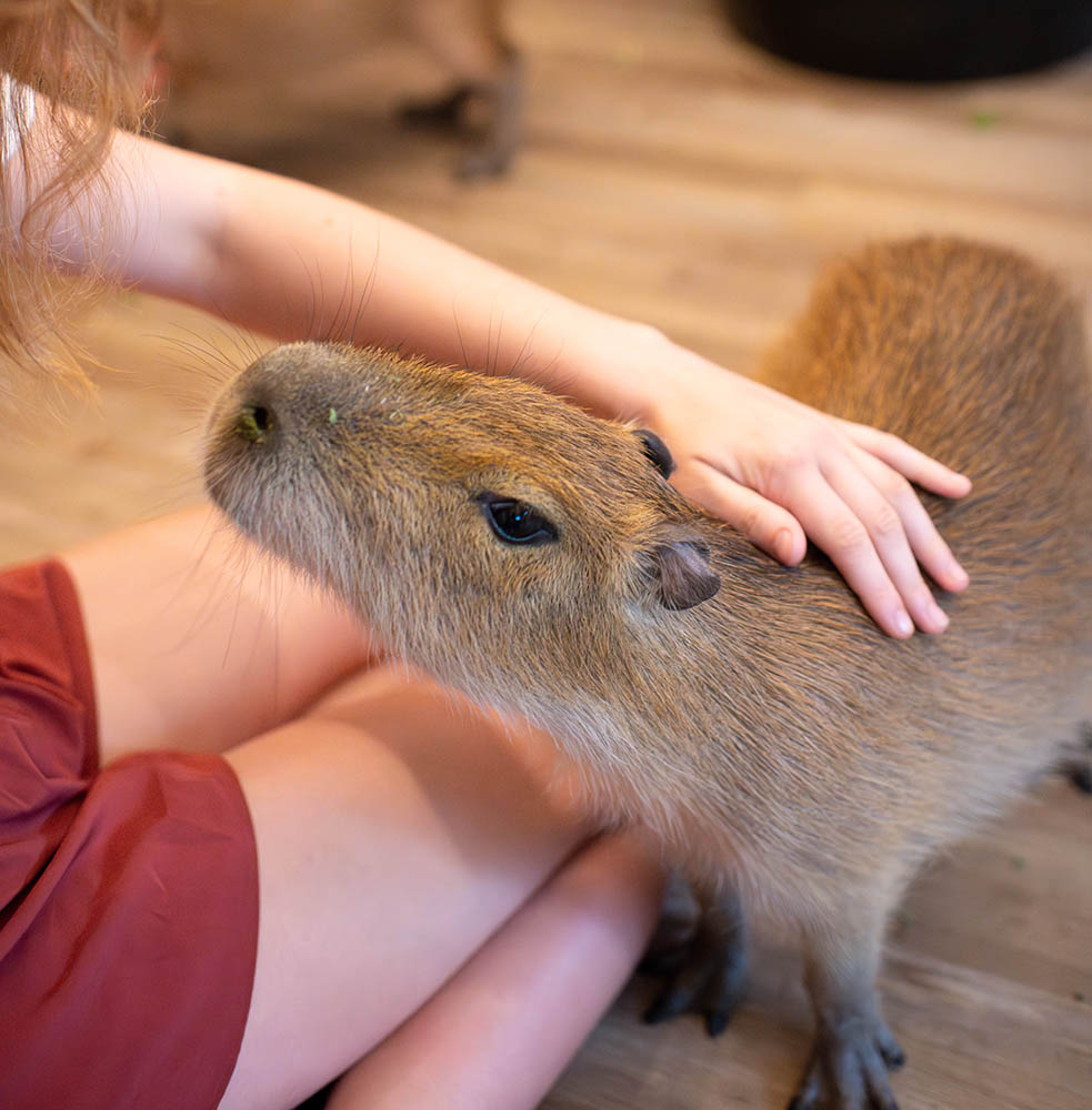 Capybara Cafe Florida