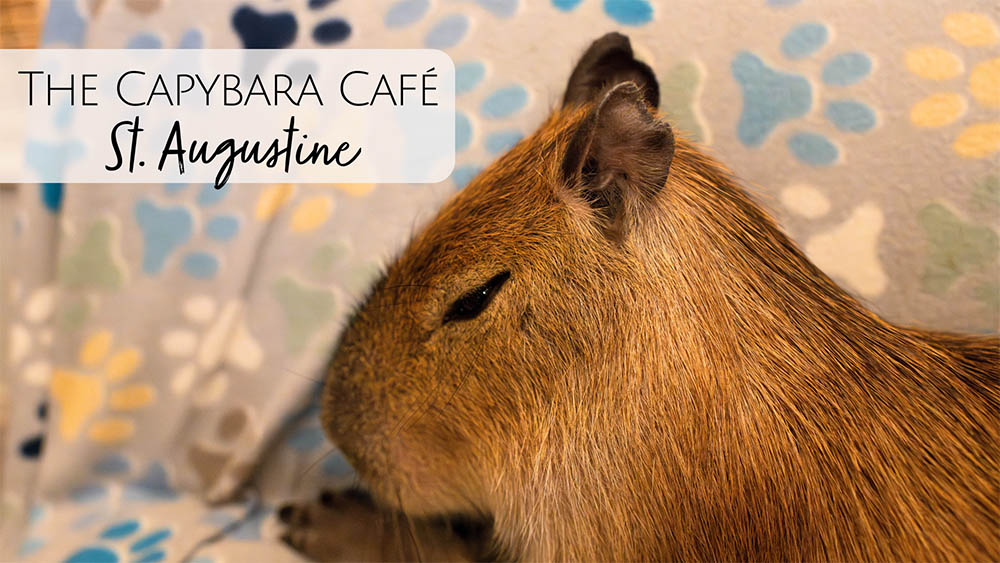The Capybara Cafe in St. Augustine Florida