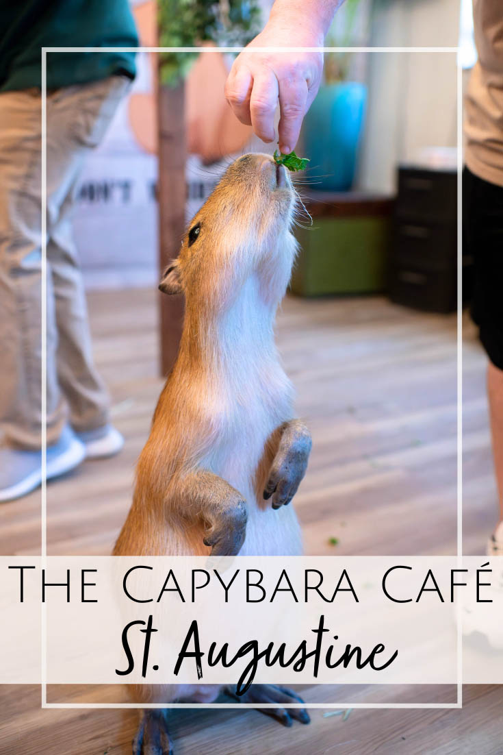The Capybara Cafe in St. Augustine Florida