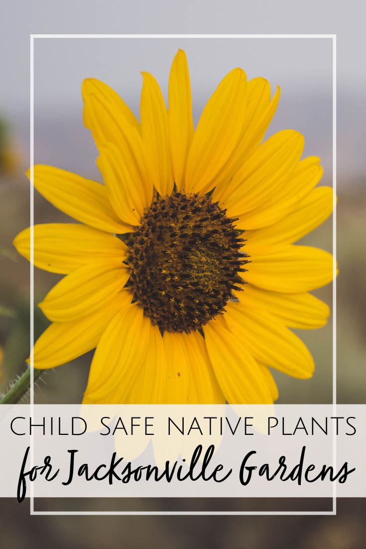 Jacksonville Native Plants