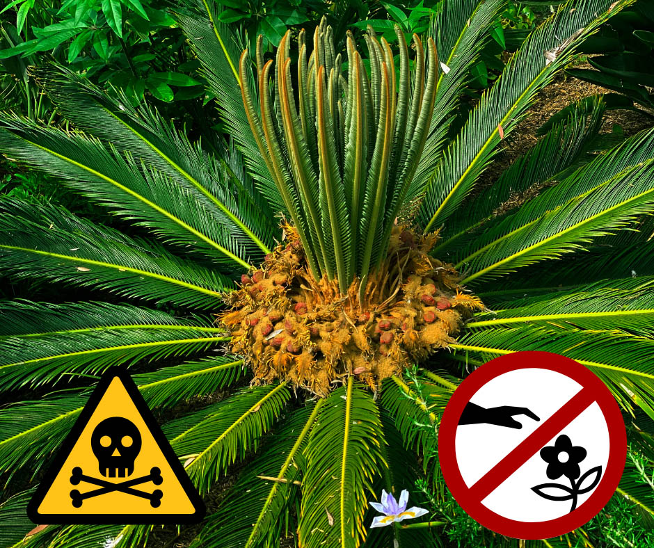 Plants to Avoid in Jacksonville Family Gardens