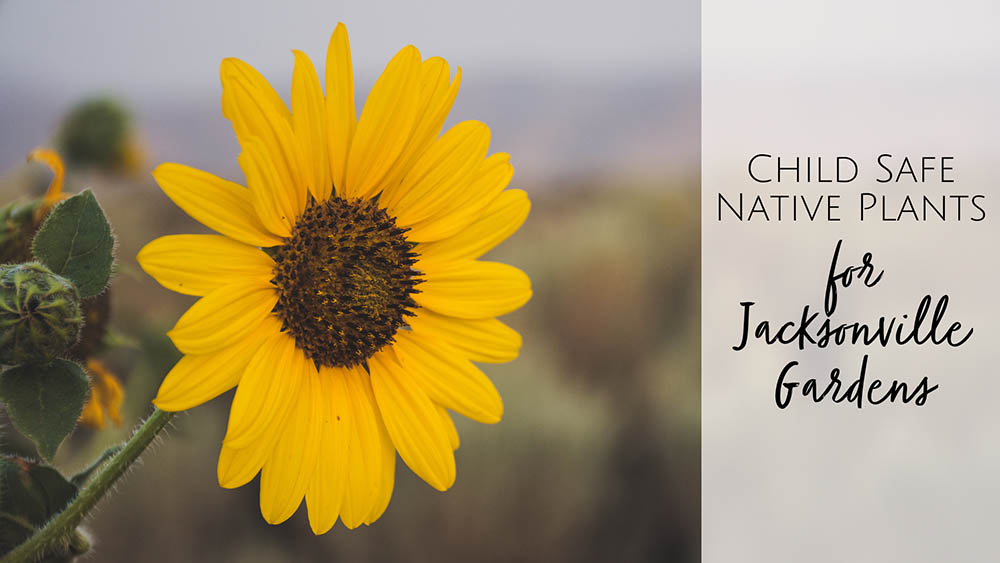 Native Plants for Jacksonville Families